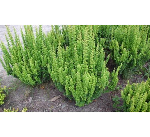 Барбарис Тунберга Еректа (Berberis thunbergii Erecta)